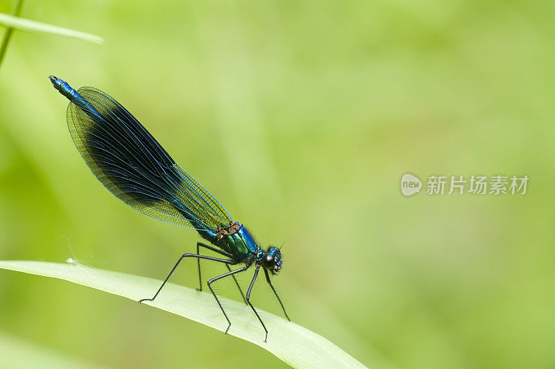 带状Demoiselle (Calopteryx splendens)雄性